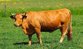 成年牛育肥方法 成年牛育肥方法介绍