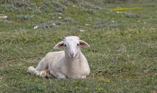 圈养羊正确方法 圈养羊正确方法介绍