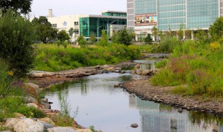 河道绿化如何做 详细绿化做法如下