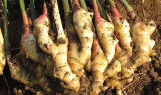 生姜的种植方法和时间 生姜如何种植