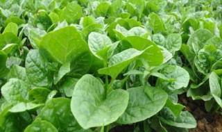木耳菜的种植方法 木耳菜的种植方法简单介绍