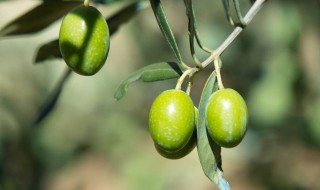 橄榄怎么保鲜 储存橄榄的妙招