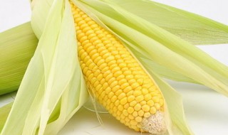 生玉米怎么保鲜 存放玉米的方法