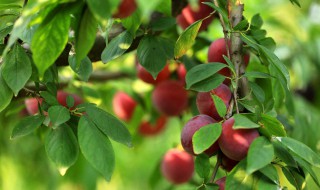 让李子更甜的方法 促进李子增甜技术