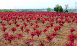 红枫的播种方法 红枫种子怎么种