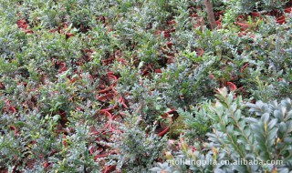 黑骨茶的修剪技巧 黑骨茶的修剪有什么技巧