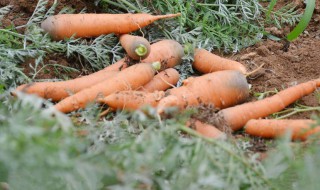 怎么种萝卜 种萝卜的方法和步骤