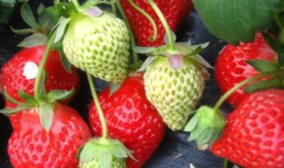 四季草莓的种植方法 四季草莓如何种植