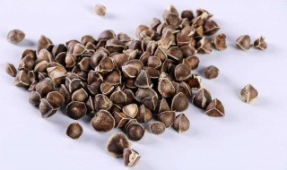 哪些人不适合吃辣木籽 辣木籽的禁忌人群