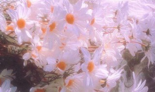 高级文案短句干净励志 关于干净励志高级短句的文案