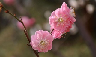 梅花寓意 梅花寓意是什么