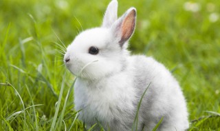怎样养殖兔子 如何养好兔子