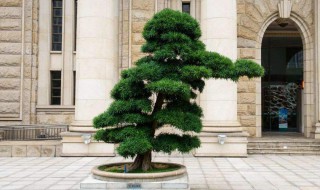 院子适合种什么树 庭院里种什么树好