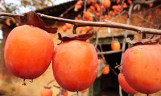 柿子如何长时间保存 柿子长时间保存方法介绍