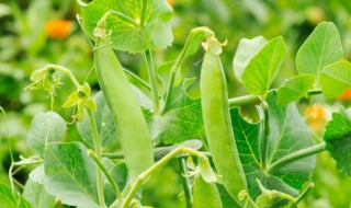 什么时候种豌豆 豌豆是什么季节种的呢