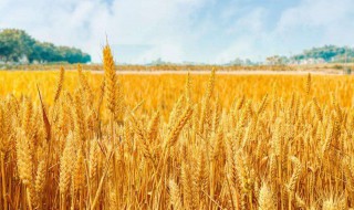 小麦什么时候种 小麦种植时间