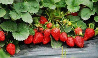 草莓适合种在什么地方 草莓适合种植的地方和生长环境