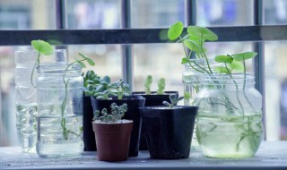 适合水养的室内植物 室内可以养哪些水养植物