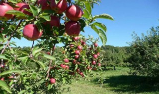 苹果适合在哪里种植 苹果树的简单介绍