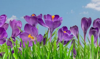 紫罗兰育种方法 紫罗兰如何种植