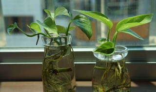 怎样水培绿萝 绿萝怎么水培