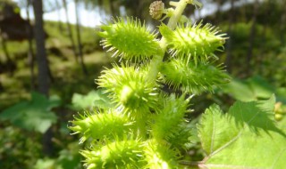 苍耳怎样传播种子 苍耳的传播方法