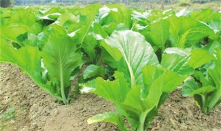 大叶甜芥菜种植的方法和时间 大叶甜芥菜种植的方法和时间简单介绍