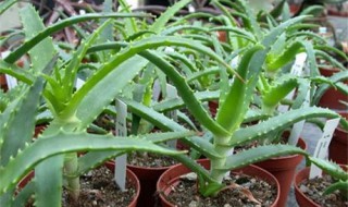 木立芦荟的养殖方法 木立芦荟的养殖方法简单介绍