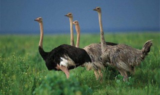 鸵鸟喂养方法和注意事项 鸵鸟养殖的注意事项有哪些