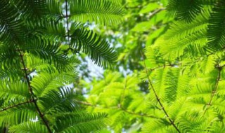 水杉养植方法 水杉盆景养殖方法