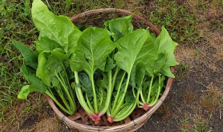 宋朝有土豆还是菠菜 宋朝人民打火锅能吃到土豆还是菠菜