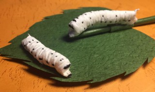 蚕宝宝翻来翻去身体打卷怎么回事 蚕宝宝翻来翻去身体打卷是什么原因