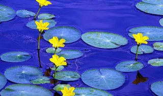 参差荇菜是什么意思 参差荇菜的意思