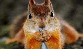 松鼠会是什么意思 松鼠会简单介绍