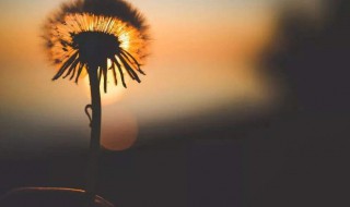 描写午后阳光的唯美句子 描写阳光的优美句子有哪些