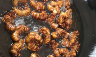 女人吃知了有什么好处 女人吃知了的好处