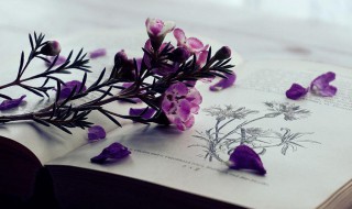 凝脂是什么意思 凝脂解释