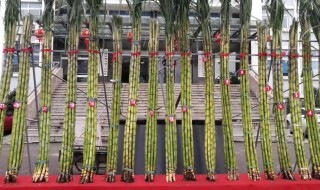 甘蔗节可以吃吗 甘蔗节可以吃的