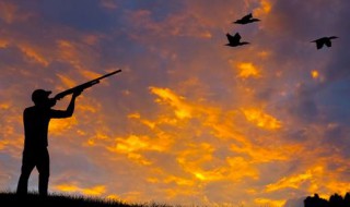 梦见打鸟有什么预兆 梦见打鸟预示着什么