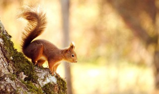 机灵好动树上跑的动物是什么 机灵好动树上跑的动物介绍