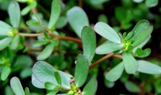 马齿苋冷冻保存可以吗 马齿苋能冷冻保存吗