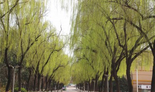 碧绿的柳条像什么一样 碧绿的柳条像什么一样造句