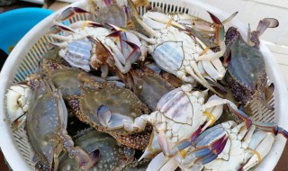 梭子蟹怎么煮 梭子蟹做法