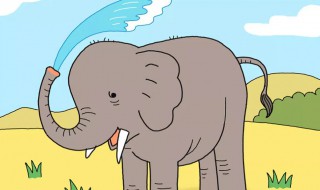 寿命最长的哺乳动物是什么 寿命最长的哺乳动物是哪个动物