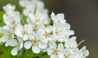 梨花长什么样子 梨花的样子长怎样的