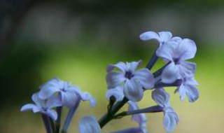 丁香花诗句10首 十首丁香花的古诗