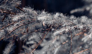 二十四节气白露的由来 二十四节气白露的来历