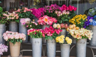 花钟是什么 花钟的解释