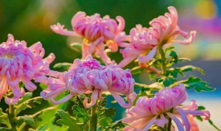 不是花中偏爱菊的下一句是什么 不是花中偏爱菊原文介绍