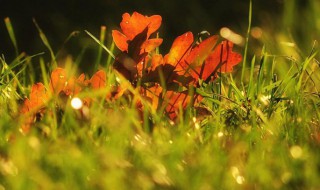 白露节气知识 白露节气介绍